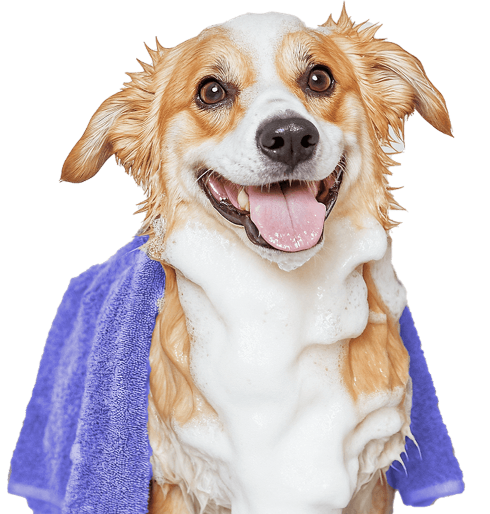 66e225e3500d65dbfaed91a9_bathing-and-drying-grooming-x-webflow-template-p-1080 1 (1).png