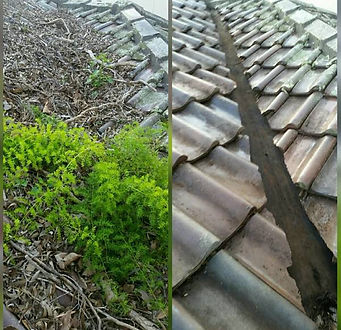 asparagus.jpg