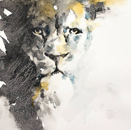 Lion #5