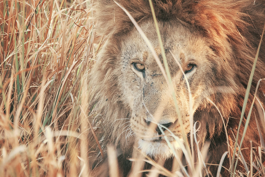 lion-tobias-adam.jpg