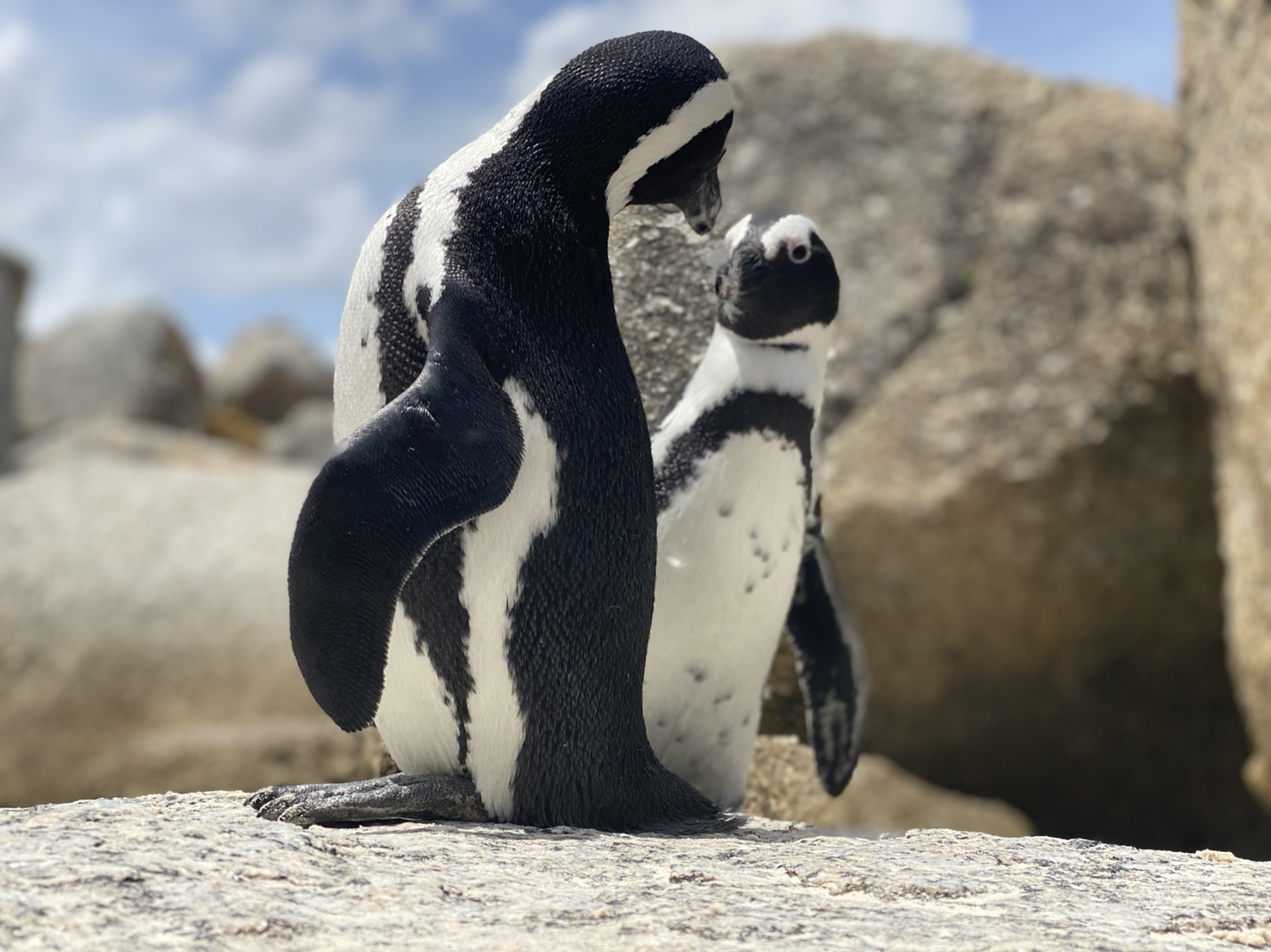 Pareja de pingüinos