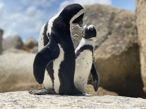 Pareja de pingüinos