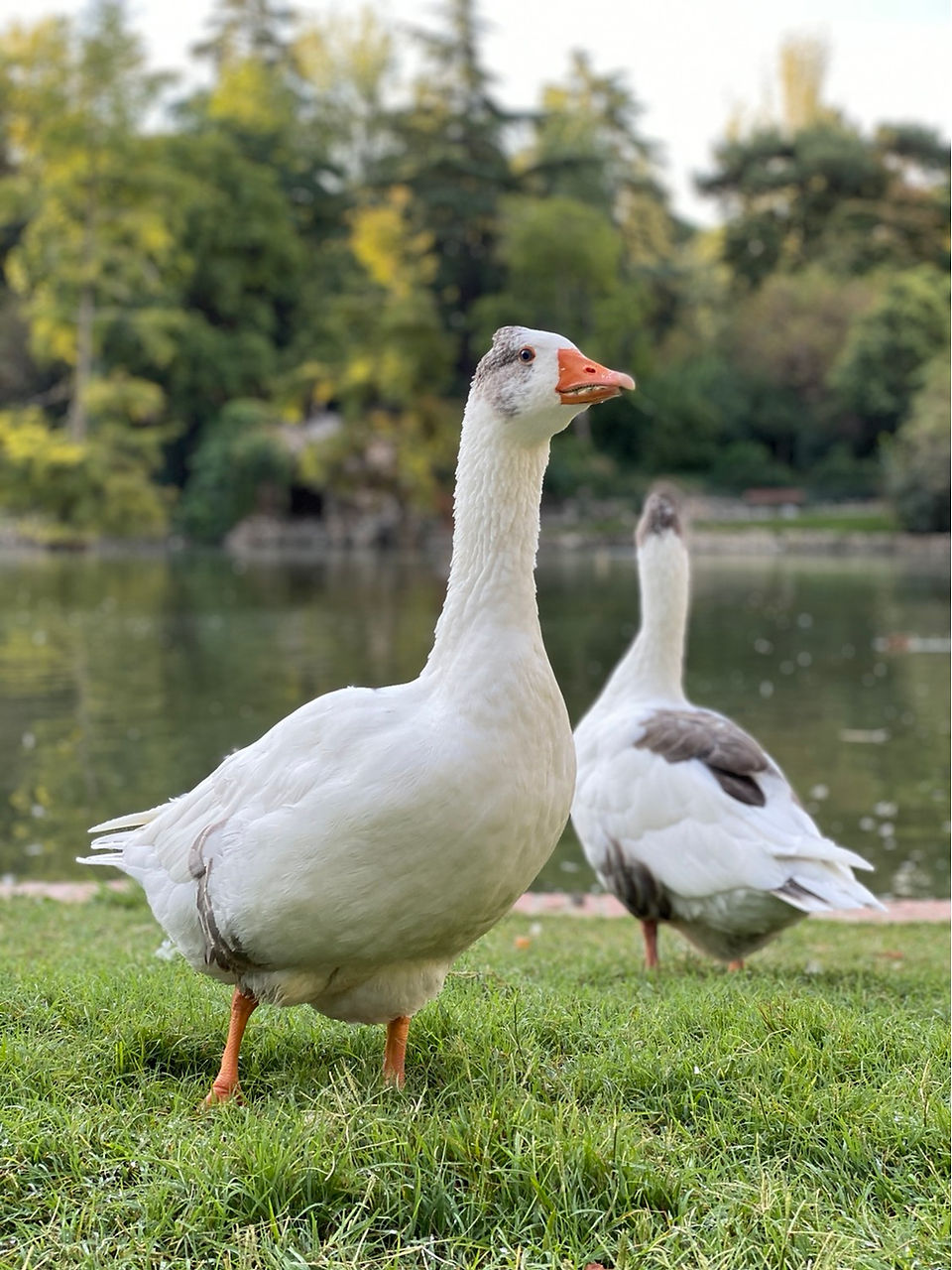 Animales salvajes en el parque del retiro