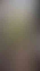 Típico patio cordobés en el Restaurante el Caballo Rojo