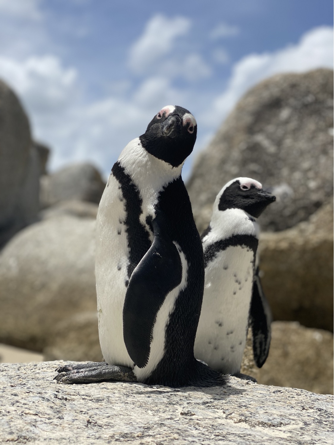 Pingüino africano en Boulders Beach