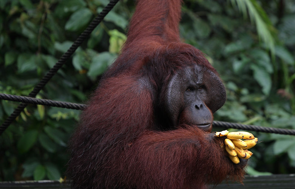 Avistamiento de orangutanes en la reserva de Semenggoh