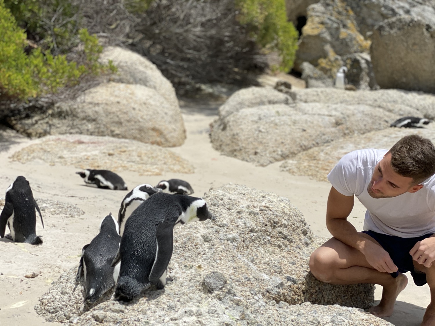 Penguin beach Cape Town