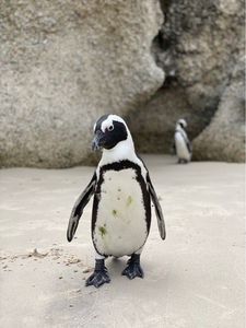 Playa de pingüinos Sudáfrica