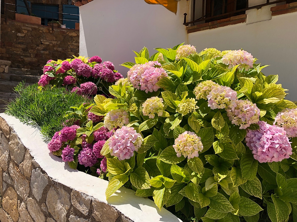 Flores Costa Brava