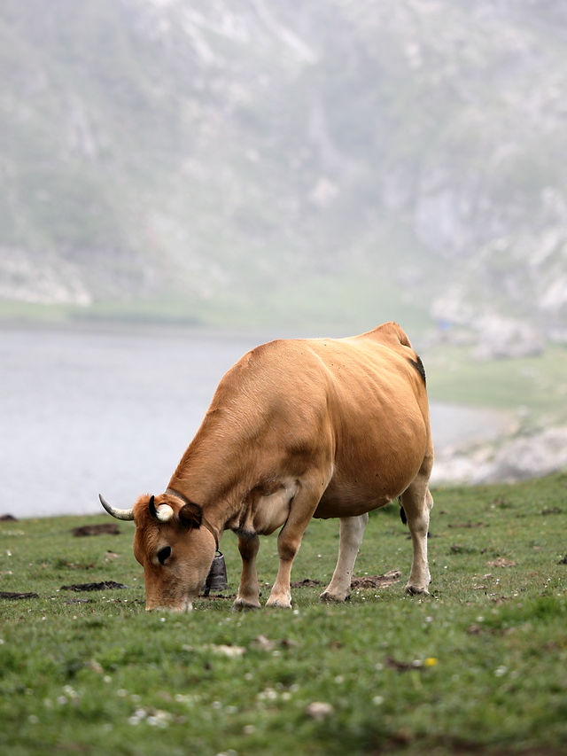 Lugares que ver en Covadonga - Lago Ercina