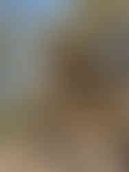 Pareja de macacos de Berbería desparatisándose en Gibraltar