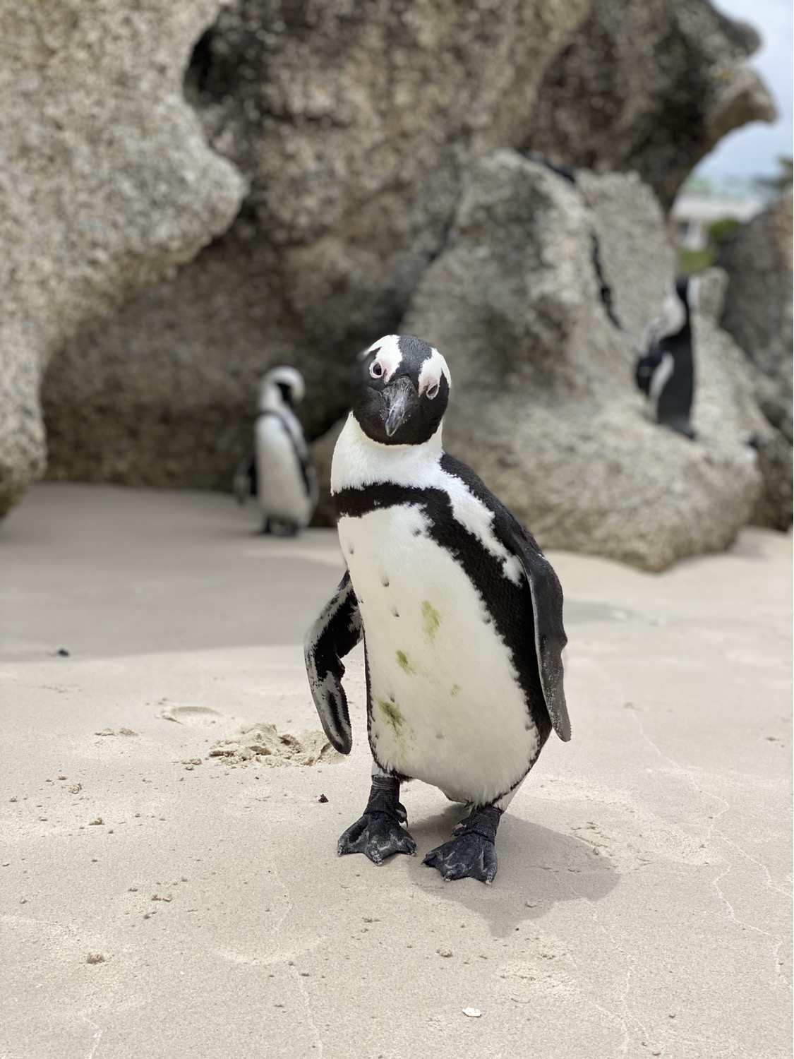 Pingüino africano en Boulders Beach