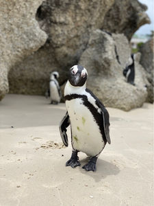 Pingüino africano salvaje