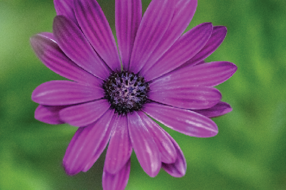 Original photograph for Purple in the Garden in Home garden, Georgia by Susan Ripley