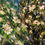 Thumbnail: Apple Blossom