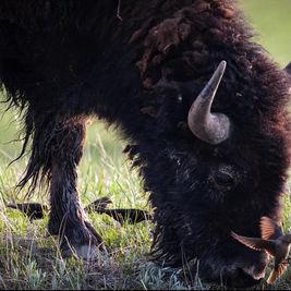 Tatanka (Buffalo): A Way of Life for Native Peoples in the Past and Present