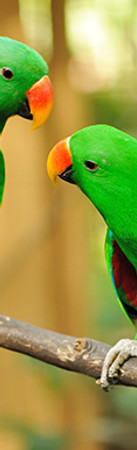 Green  parrots