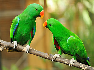 Green parrots