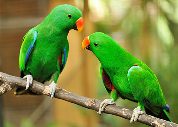 Green parrots
