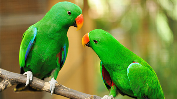 Green parrots in Aruba