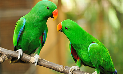 Green parrots