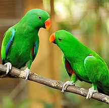 Green parrots