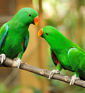 Green  parrots