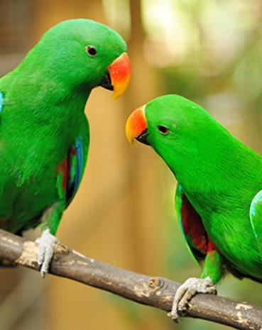 Green  parrots