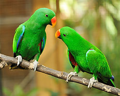Green parrots