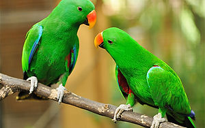 Green parrots
