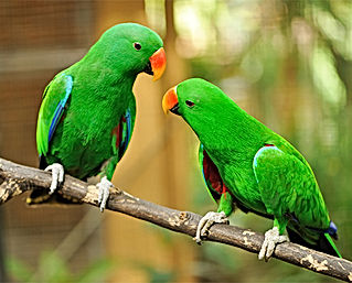 Green parrots
