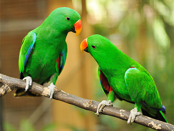 E & j exotic birds clearance