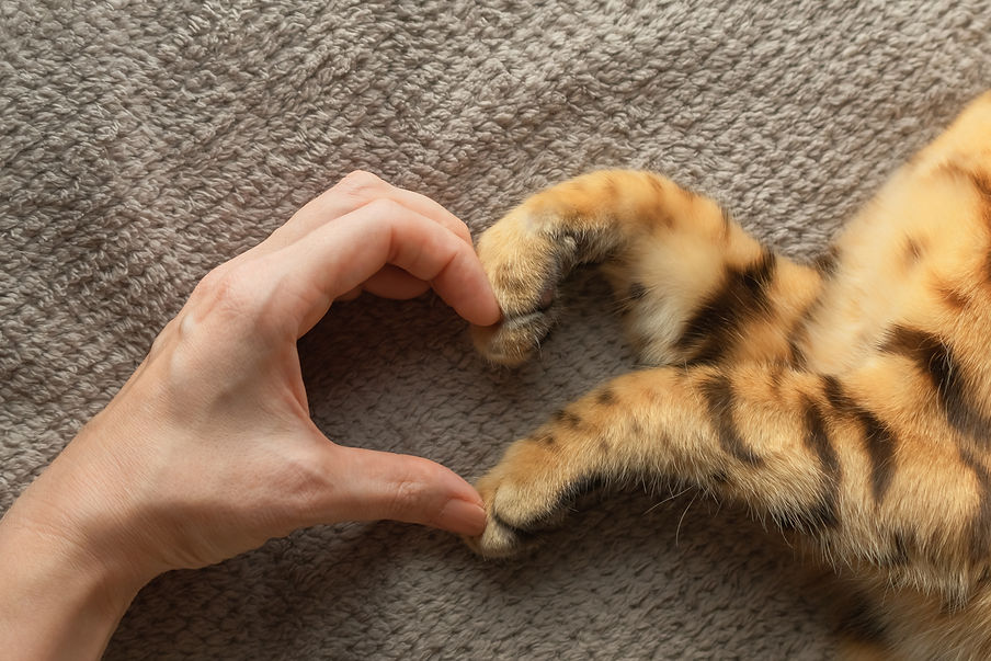 The hand of the girl and the paws of the cat form a symbol of the heart Love for pets.jpg