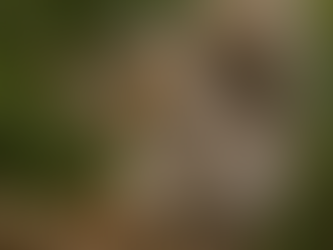 The Acorn Ambush, Squirrels Gone mad!