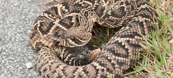 Tampa Florida Snake Identification