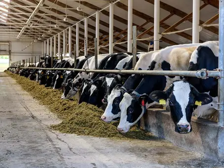 Workers’ Comp Insurance for Dairy Farms: What Employers Must Know