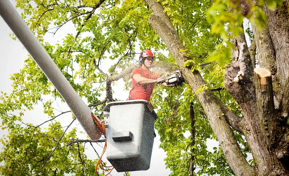 How Much Does Tree Service Insurance Cost in Texas?