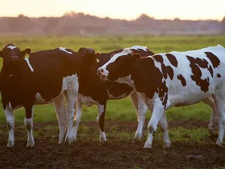 Common Mistakes That Increase the Insurance Cost for a Livestock Farm