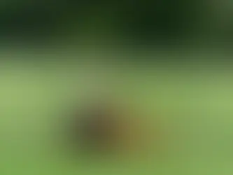 Do Lawn Care Businesses Need Commercial Auto Insurance? (2026 Guide)