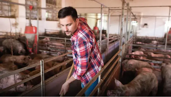 Common Mistakes That Increase the Insurance Cost for a Hog Farm
