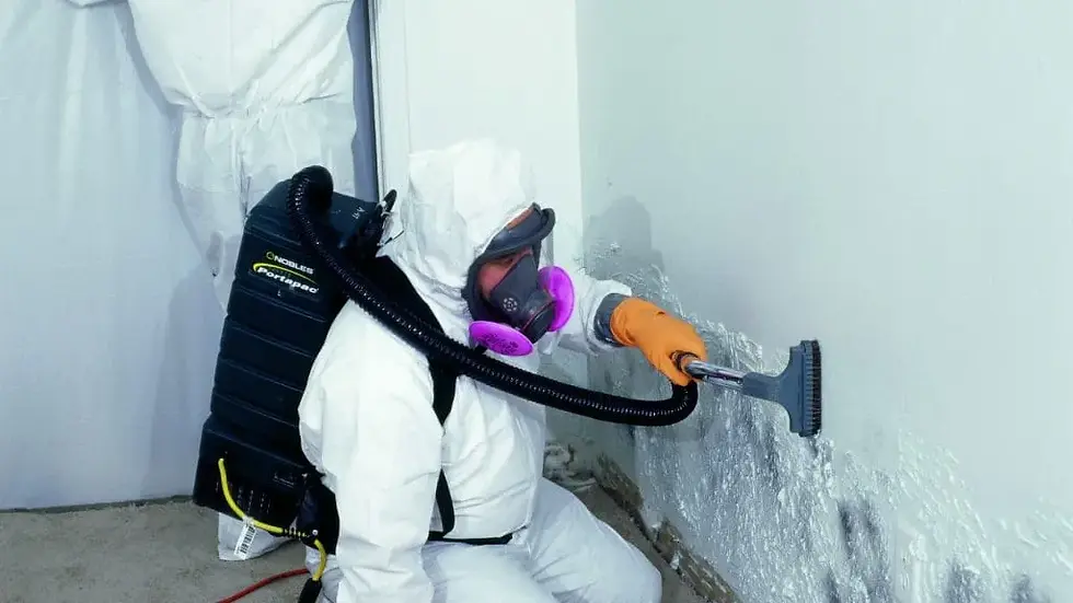 Challenges in Mold Removal Business Operations