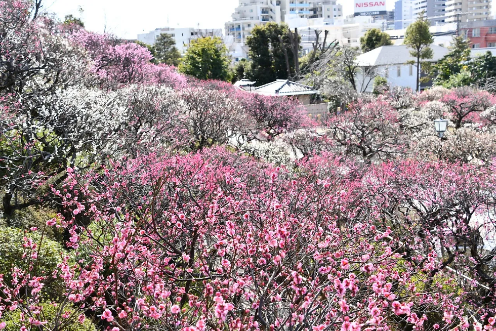 Mukojima