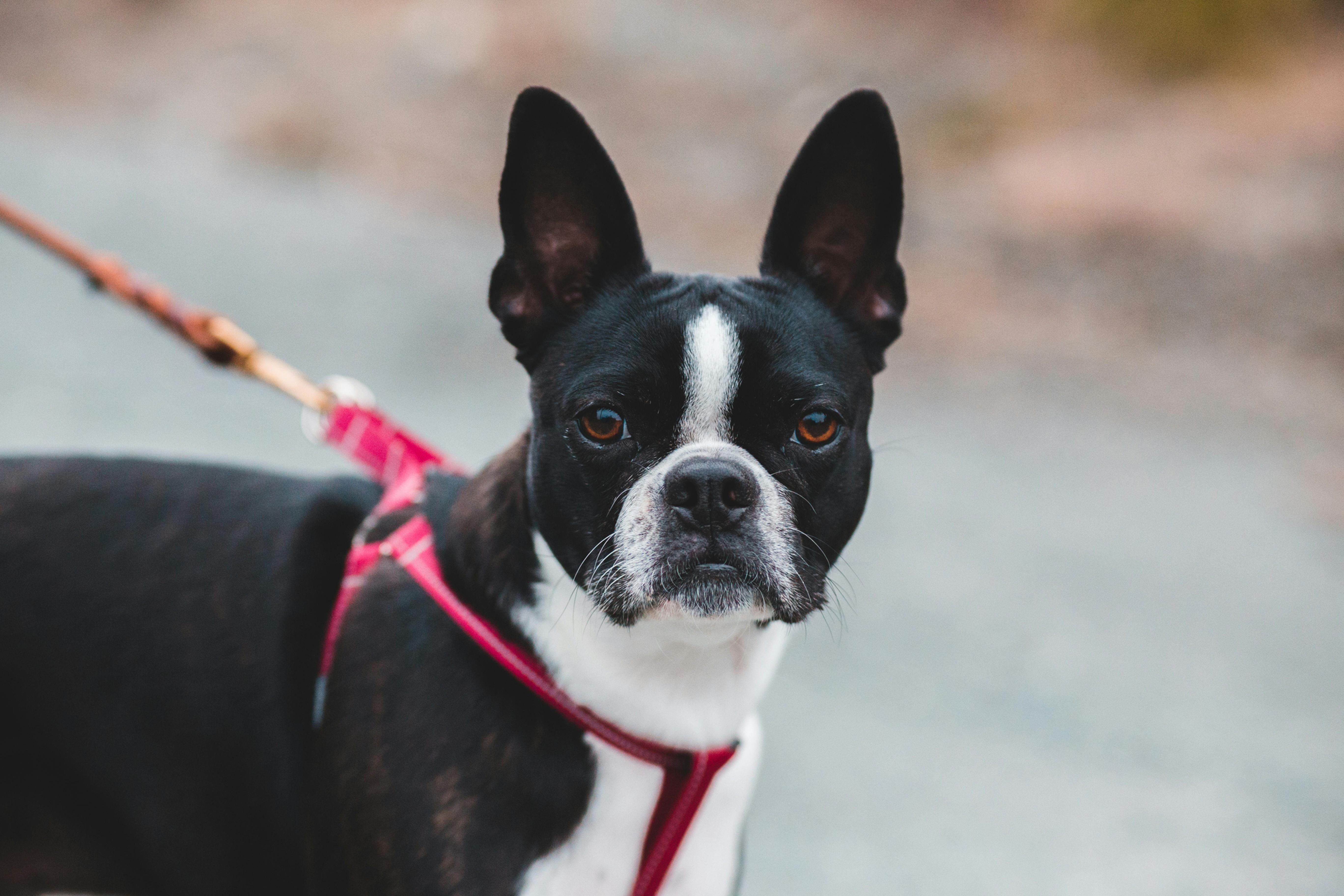 Promenade chien Chartres - Pet sitter Better Pet