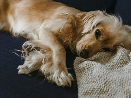 Pourquoi la garde d’animaux à domicile est idéale pour les chiens anxieux ?