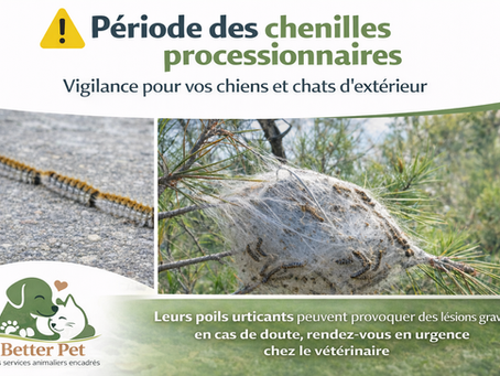 Vigilance envers les chenilles processionnaires