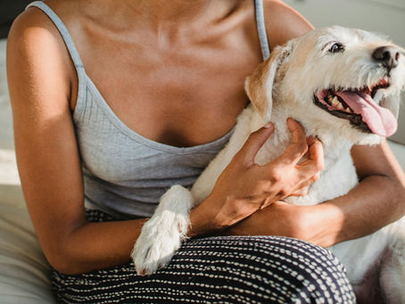 Bien-être animal : l’importance de l’attention au quotidien