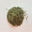 Thumbnail: Chinese Sencha