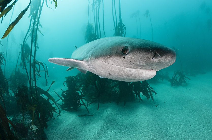 SHARK ECOLOGY