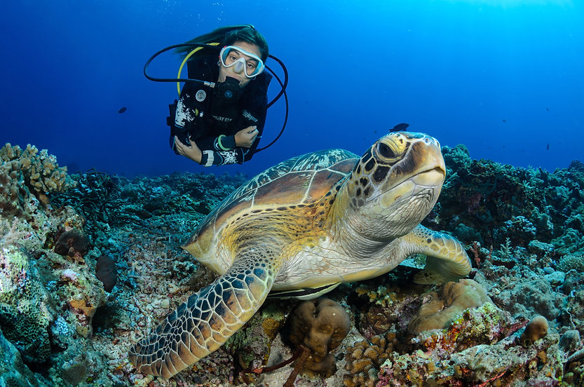 SEA TURTLE ECOLOGY