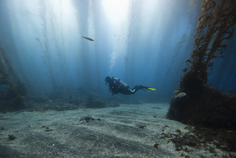 AdobeStockPhoto_ScubaDiverKelp.jpeg